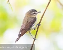 Vireo philadelphicus