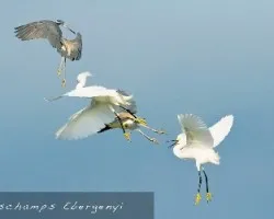 herons