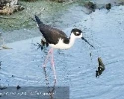 Himantopus mexicanus