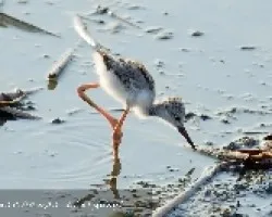 Himantopus mexicanus