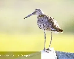 Tringa semipalmata