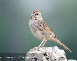 Aimophila ruficeps