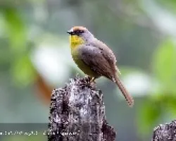 Atlapetes pileatus