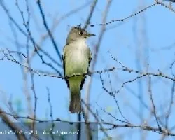 Empidonax traillii