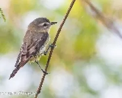 vireo philadelphicus