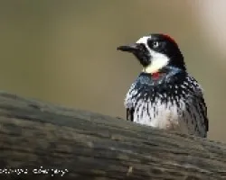 Melanerpes formicivorus