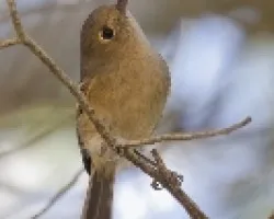 Vireo huttoni