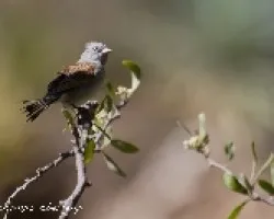 Spizella atrogularis