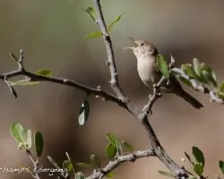 Troglodytes aedon