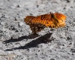 mariposa