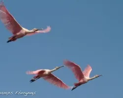 Platalea ajaja