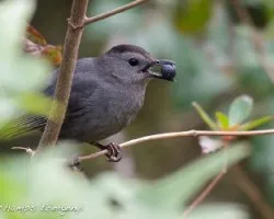 Dumetella carolinensis