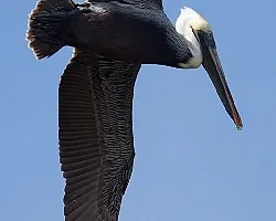 Pelecanus occidentalis