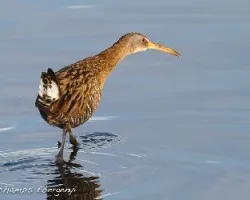 Rallus longirostris