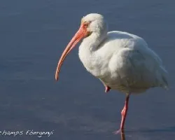 Eudocimus albus