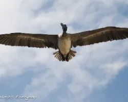 Pelecanus occidentalis