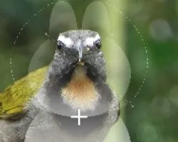 vision aves