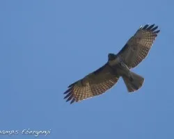 Buteo jamaicensis