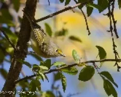 Vireo griseus (White-eyed Vireo)
