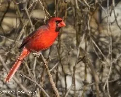 Cardinalis cardinalis (Northern Cardinal)