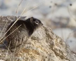 Spermophilus variegatus