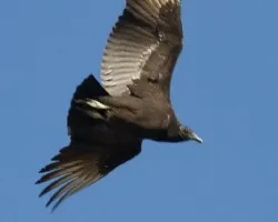 Coragyps atratus (Black Vulture)
