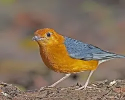 Orange-headed Thrush 3