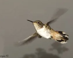 Scintillan Hummingbird - fem - flight