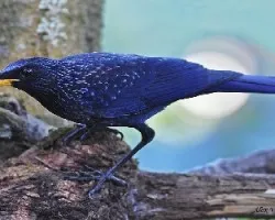 Blue Whistling-Thrush
