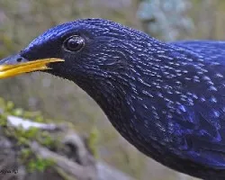 Blue Whistling-Thrush - retrato facial