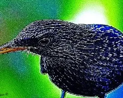 Blue Whistling-Thrush 3