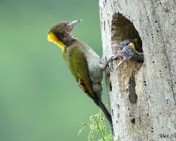 Greater Yellownaped - feeding