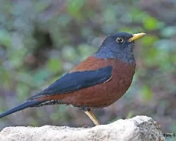 Chestnut Thrush