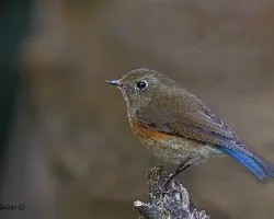 Red-flanket Bluetail - female