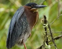 Green Heron