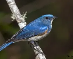 Red-flanket Bluetail - male - CON flash