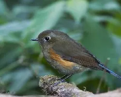 Red-flanket Bluetail - Hembra - SIN flash
