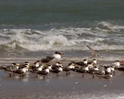 Gaviotas en La Arena