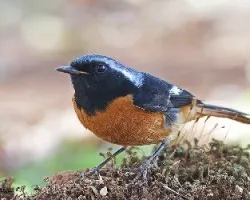 Daurian Redstart