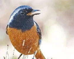 Daurian Redstart 2