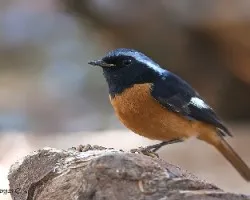 Daurian Redstart 3