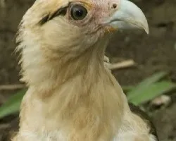 Yellow-headed Caracara - portrait