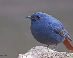 Plumbeous Water-Redstart 1