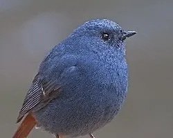 Plumbeous Water-Redstart 2