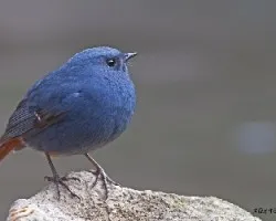 Plumbeous Water-Redstart 3