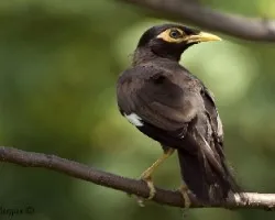 Common Myna