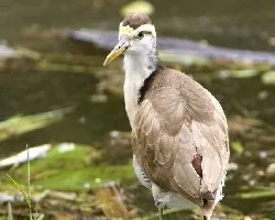 Jacana joven