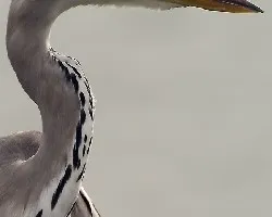 Grey Heron