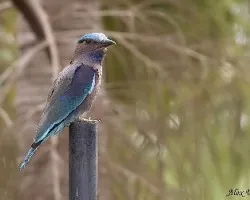Indian Roller