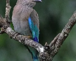 Indian Roller